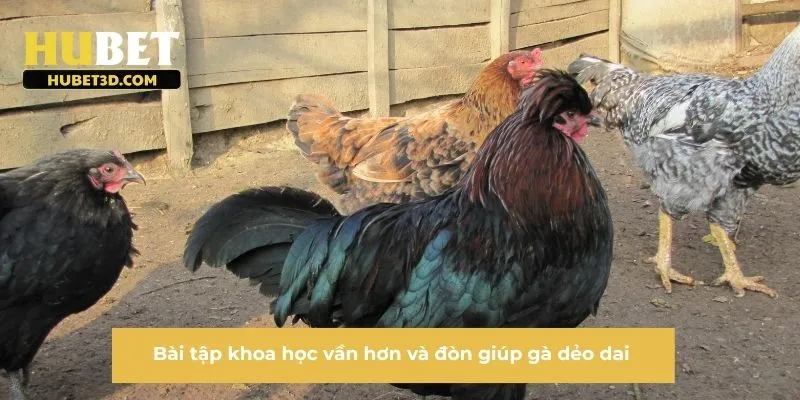 Bài tập khoa học vần hơn và đòn giúp gà dẻo dai