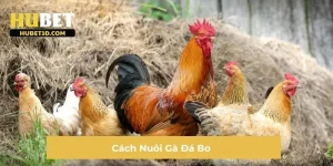 Cách Nuôi Gà Đá Bo