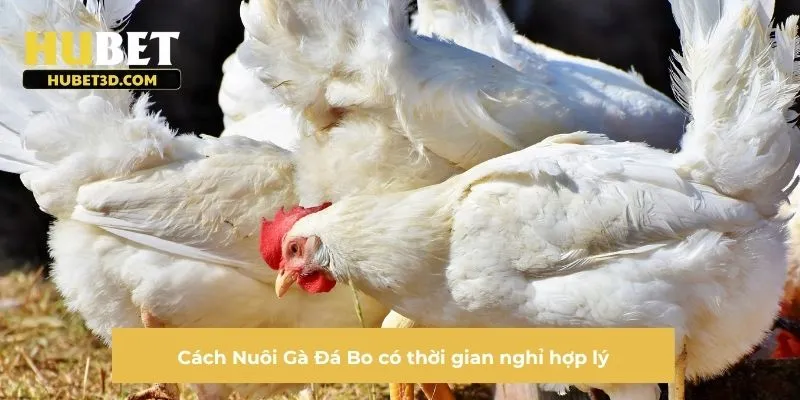 Cách Nuôi Gà Đá Bo có thời gian nghỉ hợp lý
