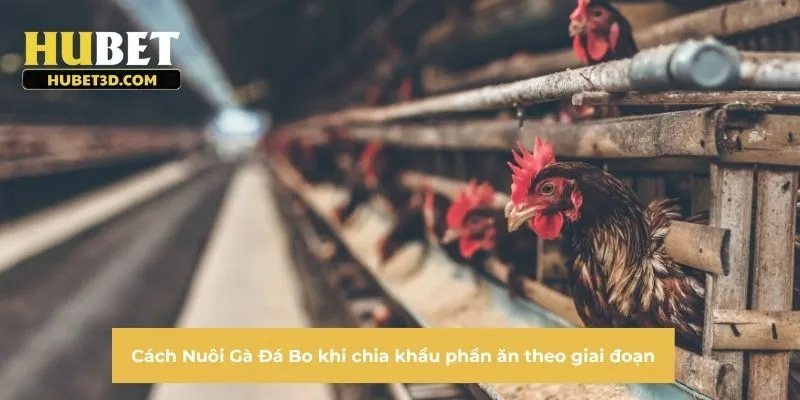 Cách Nuôi Gà Đá Bo khi chia khẩu phần ăn theo giai đoạn