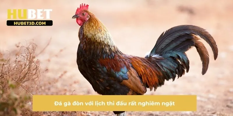 Đá gà đòn với lịch thi đấu rất nghiêm ngặt