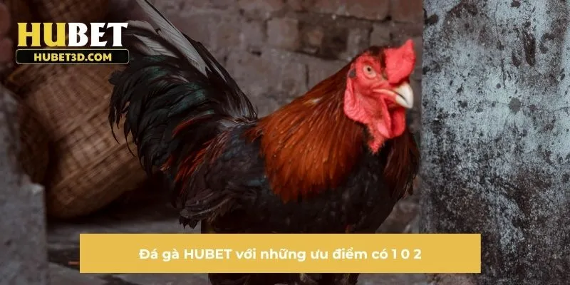 Đá gà HUBET với những ưu điểm có 1 0 2