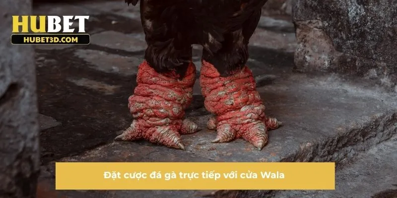 Đặt cược đá gà trực tiếp với cửa Wala