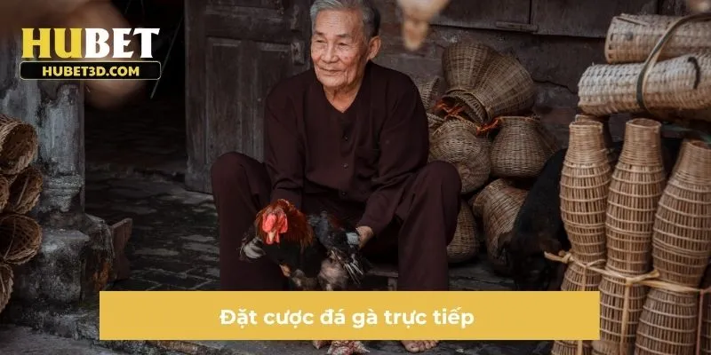 Đặt cược đá gà trực tiếp
