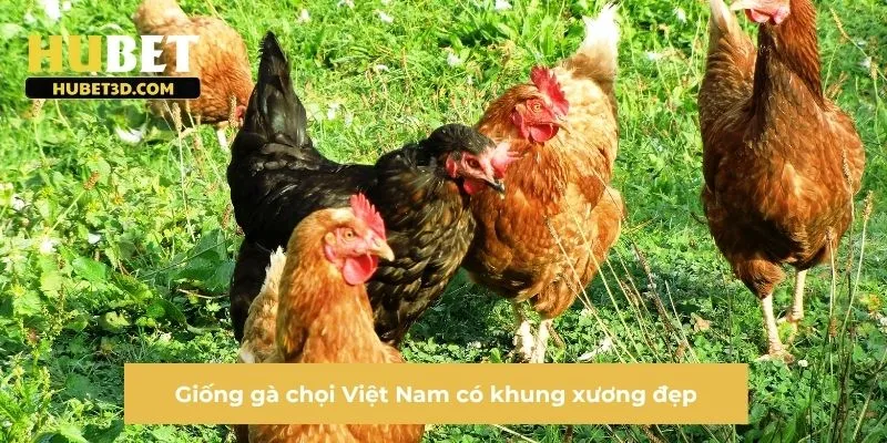 Giống gà chọi Việt Nam có khung xương đẹp