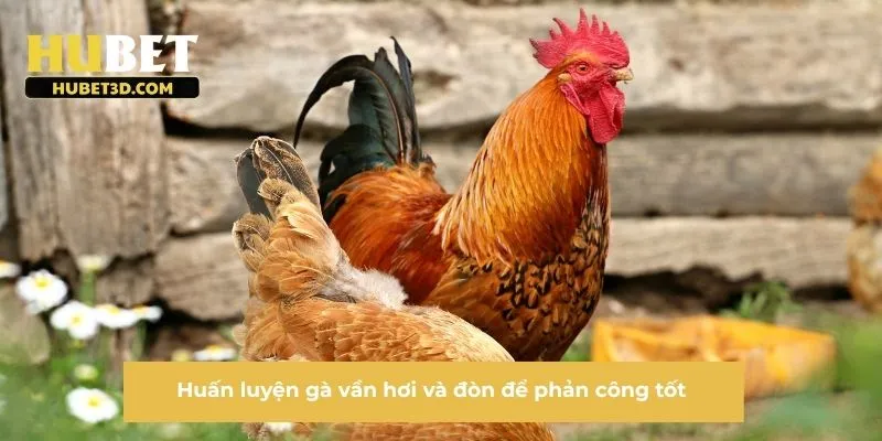 Huấn luyện gà vần hơi và đòn để phản công tốt