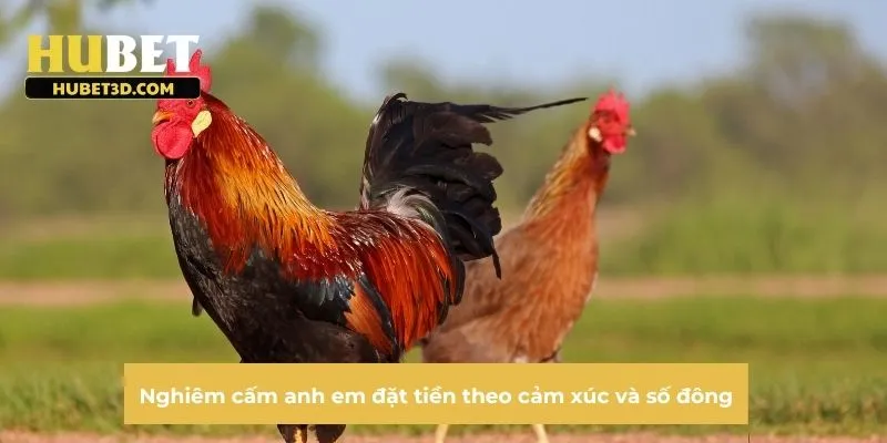 Nghiêm cấm anh em đặt tiền theo cảm xúc và số đông