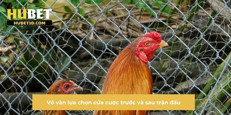 Vô vàn lựa chọn cửa cược trước và sau trận đấu